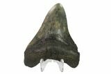 Fossil Megalodon Tooth - Georgia #144363-2